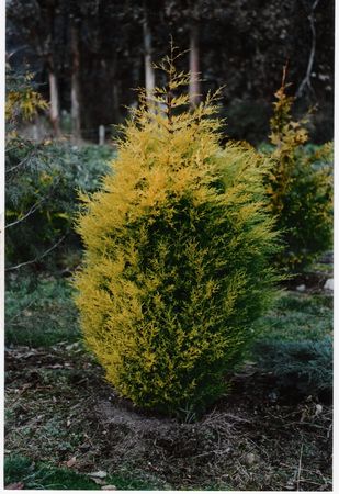 Golden Monterey Cypress